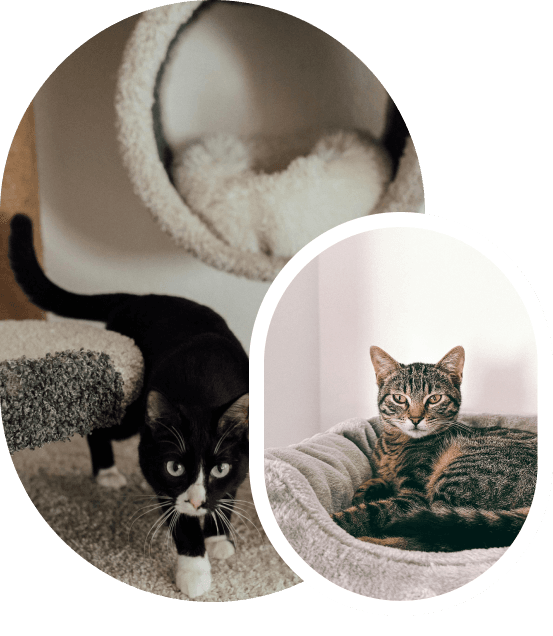 Pension pour chats