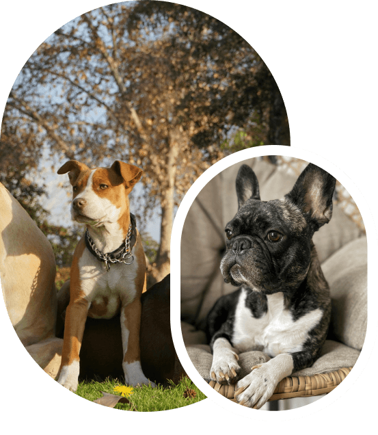 Pension pour chiens