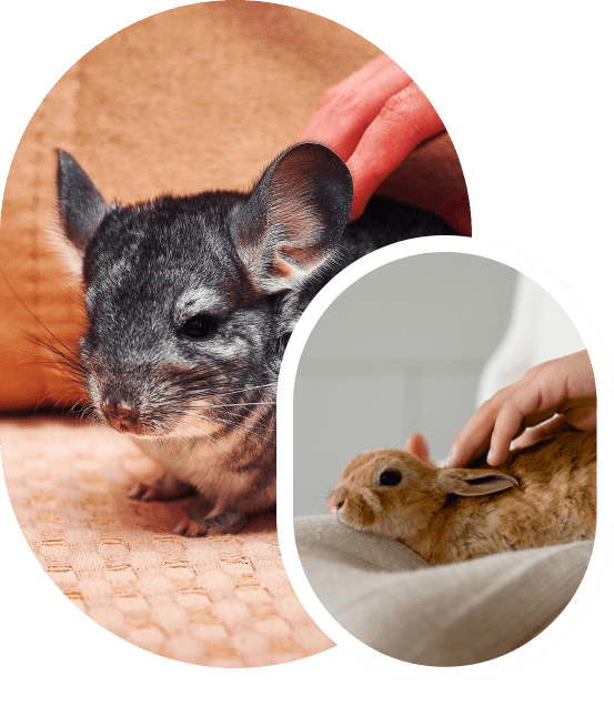 Pet Sitter NAC