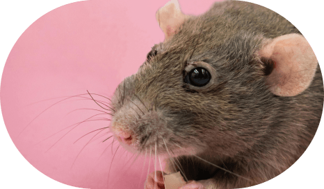 Pet Sitter pour NAC